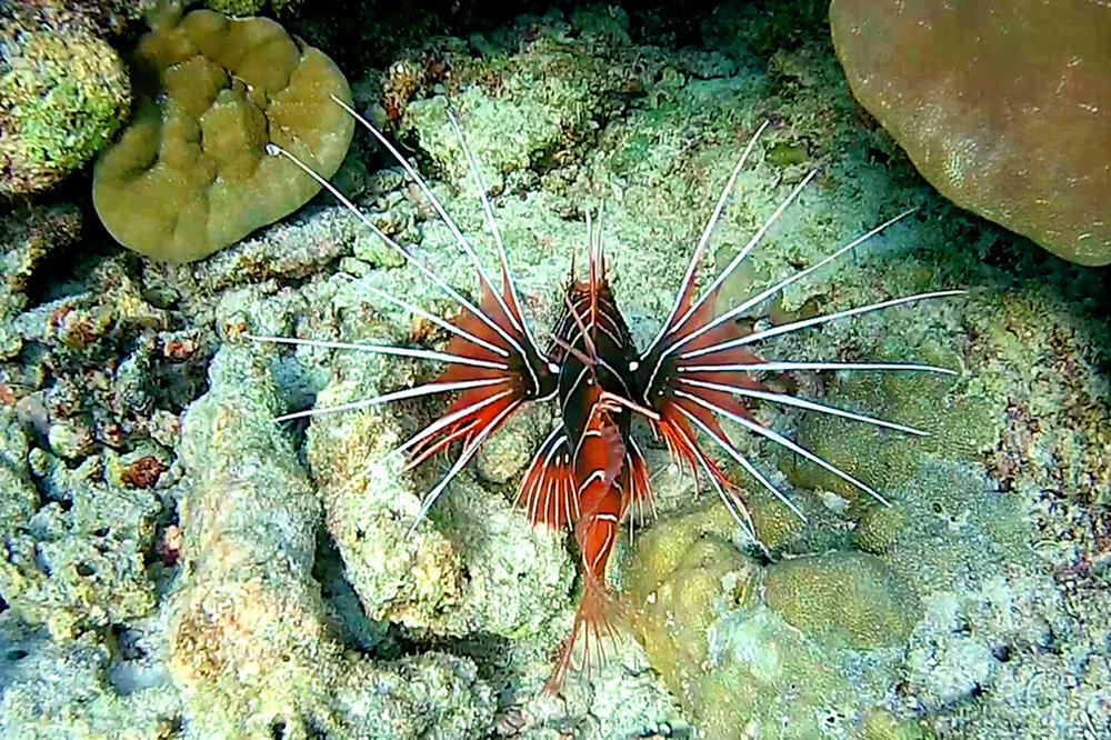 Мальдивы рыбки Крылатка антенновая, Pterois antennata (3)
